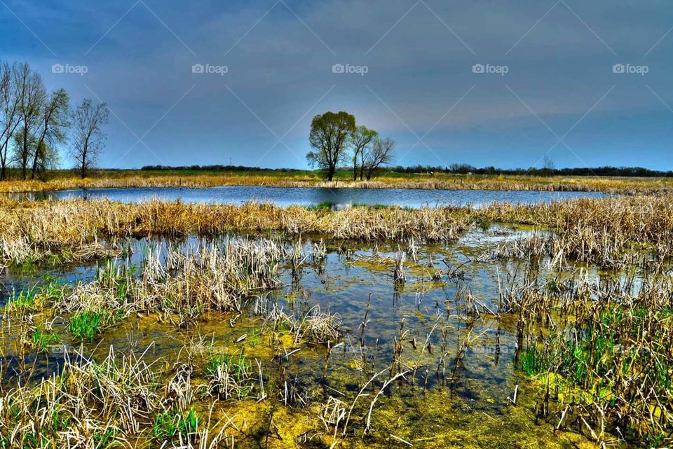 Rollins Savanna Preserve. Local nature preserve near Grey's Lake in IL