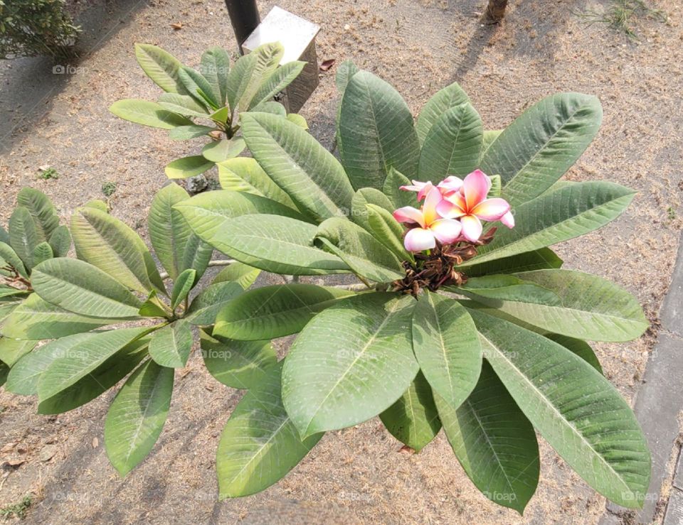 Frangipani blooms.