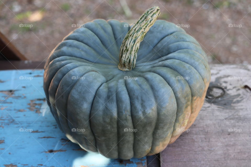 Still life Queensland blue pumpkin squash outdoor harvest autumn