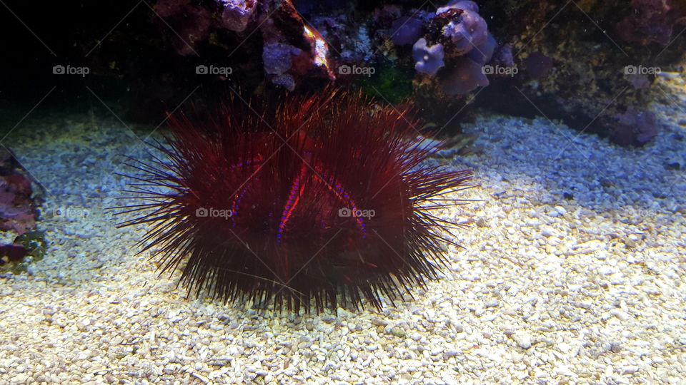 Musée Océanographique de Monaco