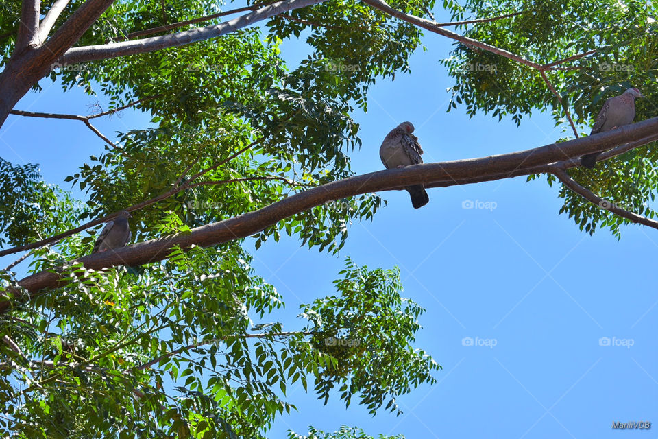 Two doves up in a tree