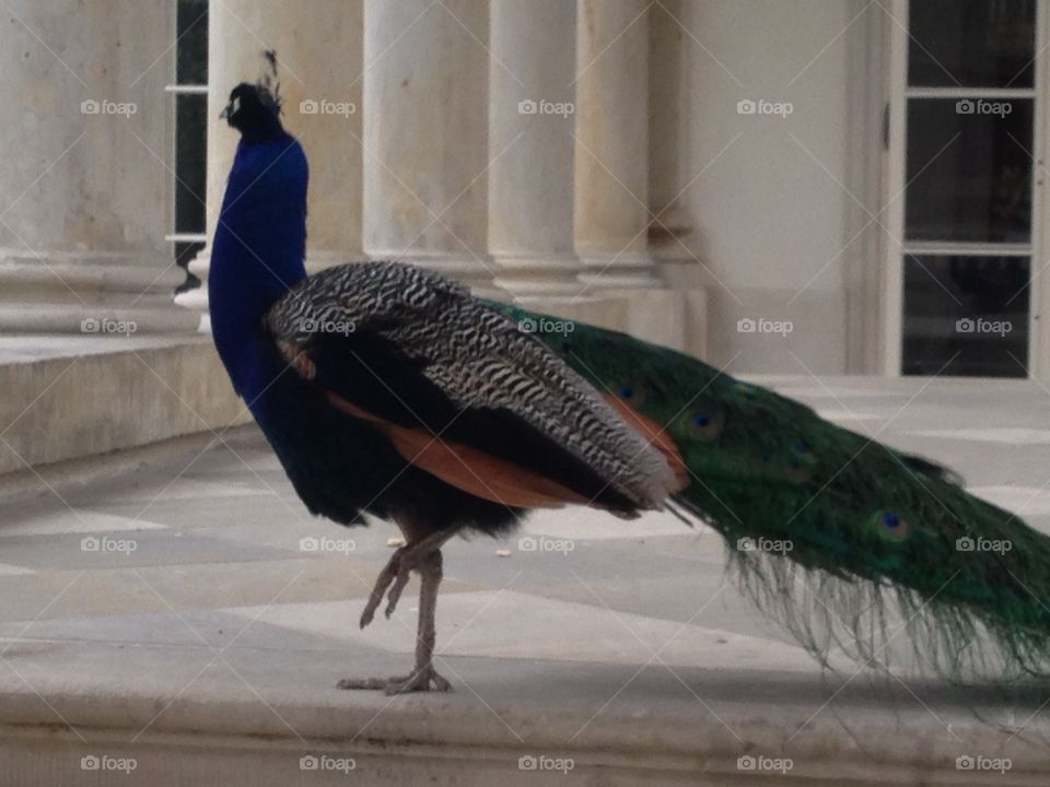Bird, Peacock, Poultry, Feather, Exhibition