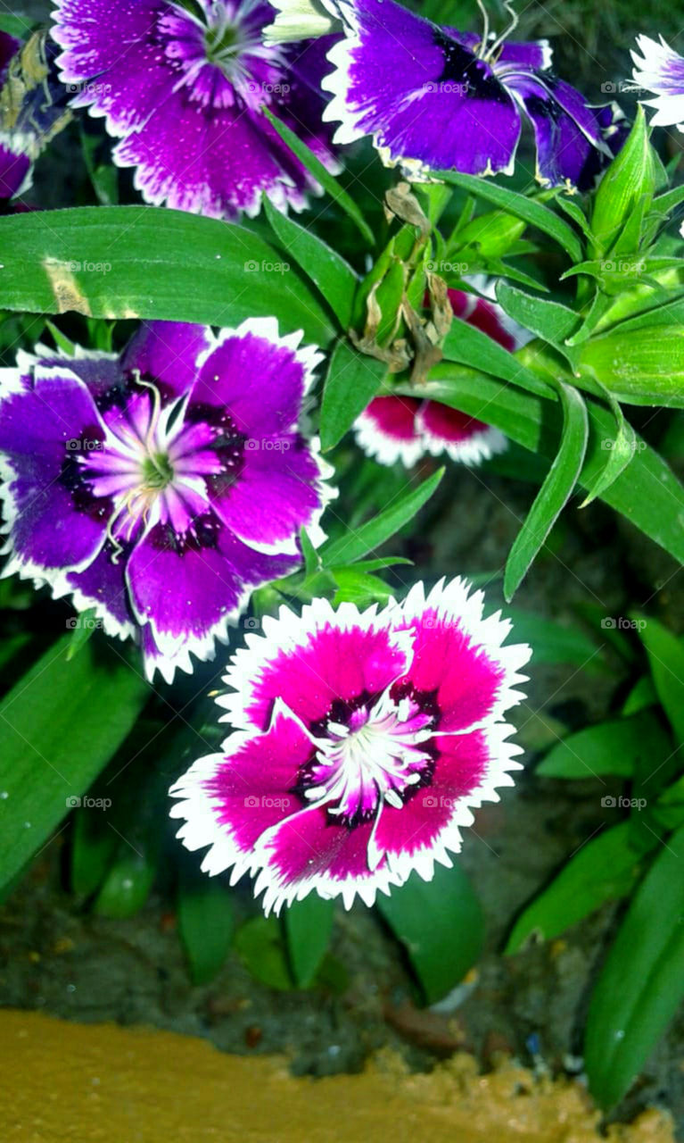 In joy or sadness flowers are our constant  friends.