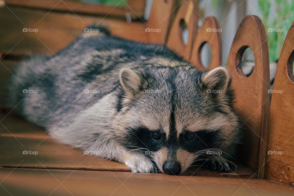 cute raccoon