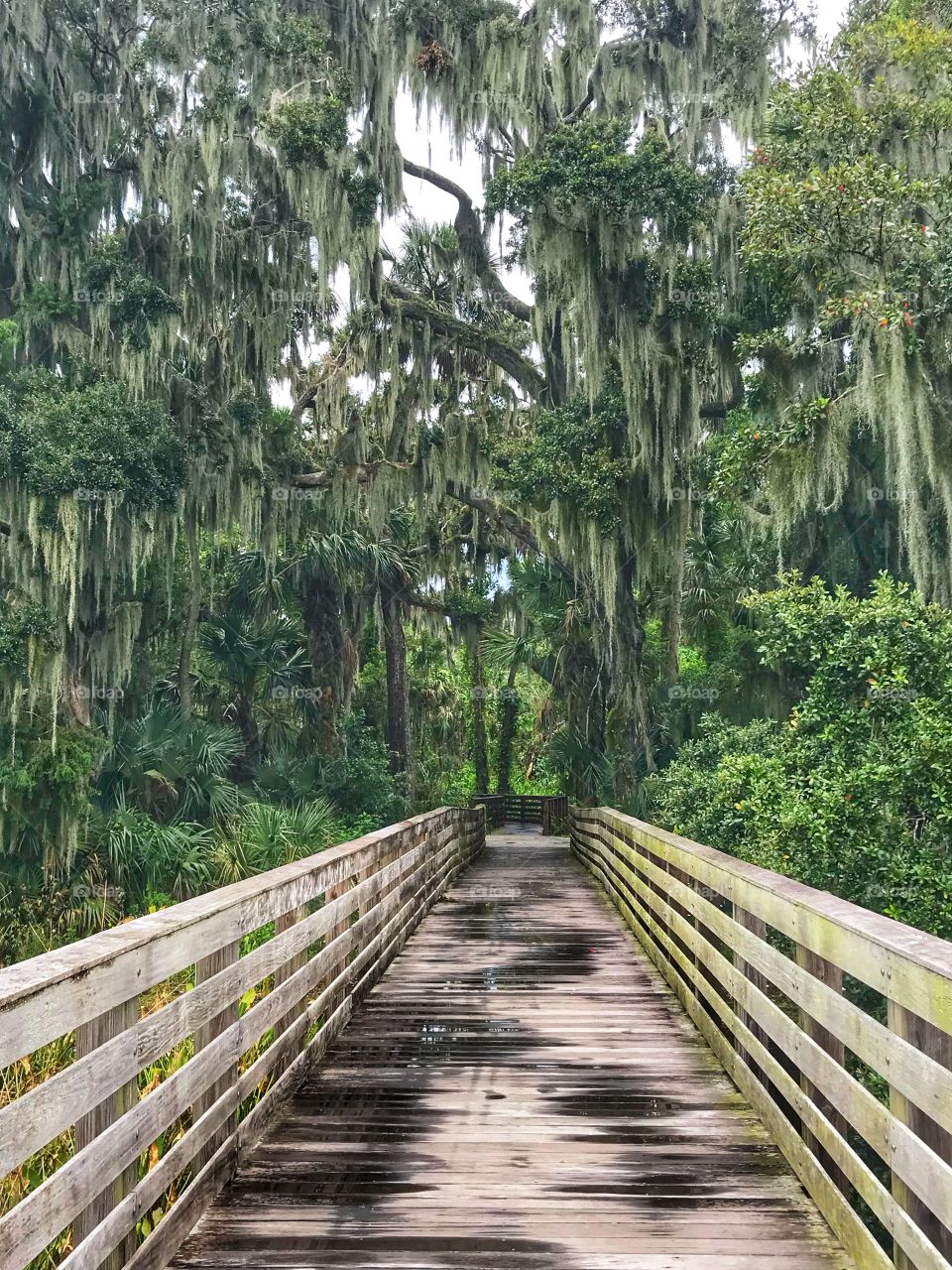 This way to the jungle