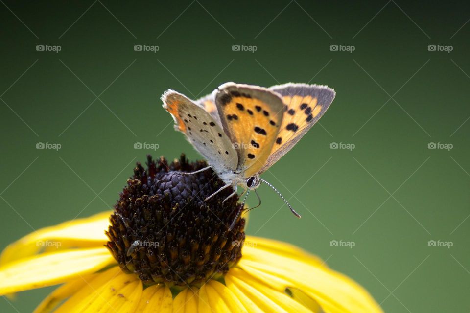 Closeup of copper butterfly on flower 