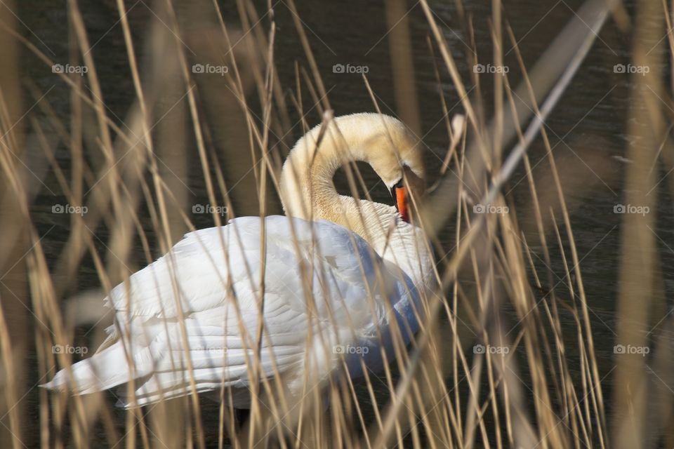 close up of a white swan