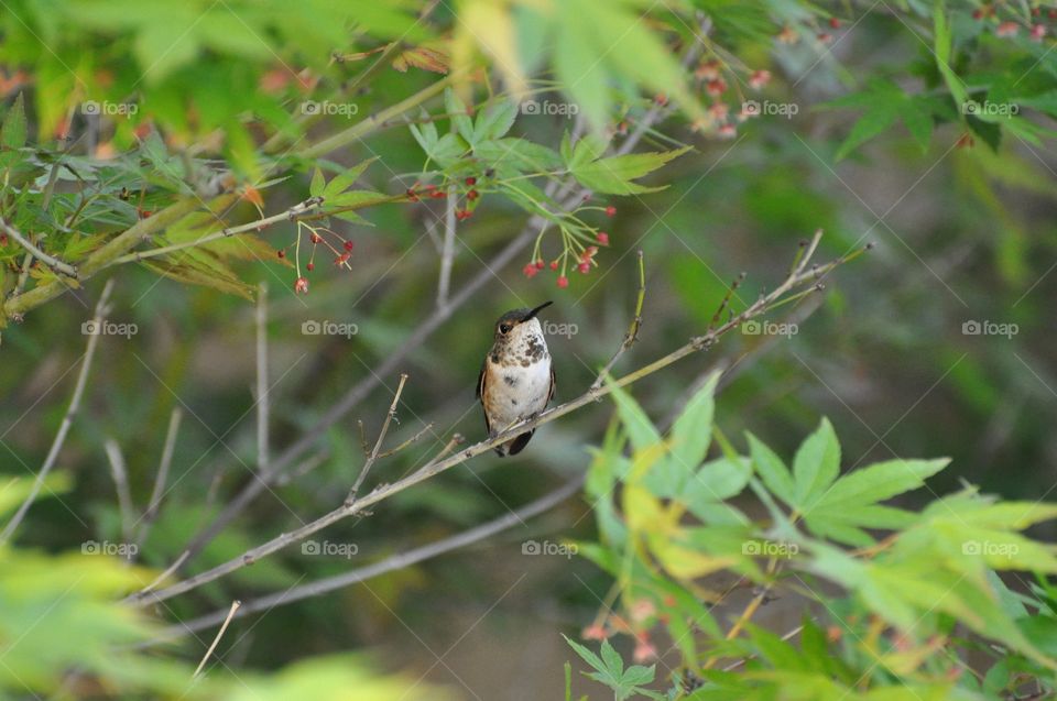 Nature, Leaf, Tree, Garden, Outdoors