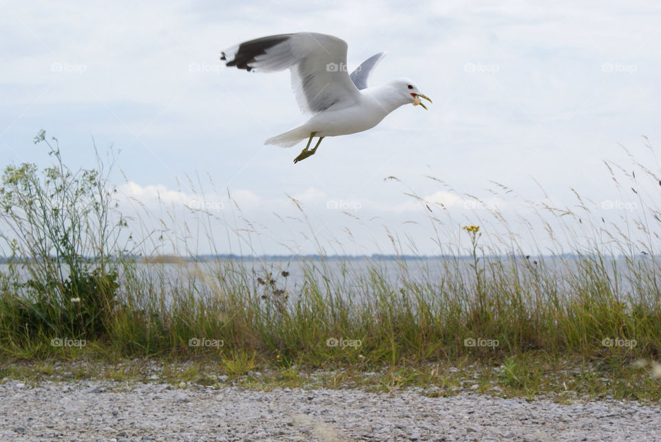 sky bread flying sea by eksw