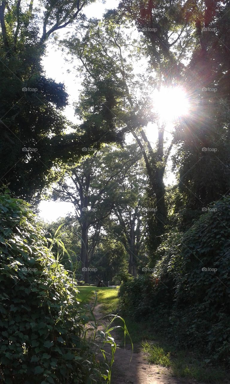 Forest Exit. Path back to civilization...