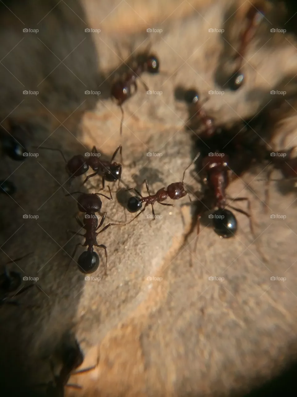 ants