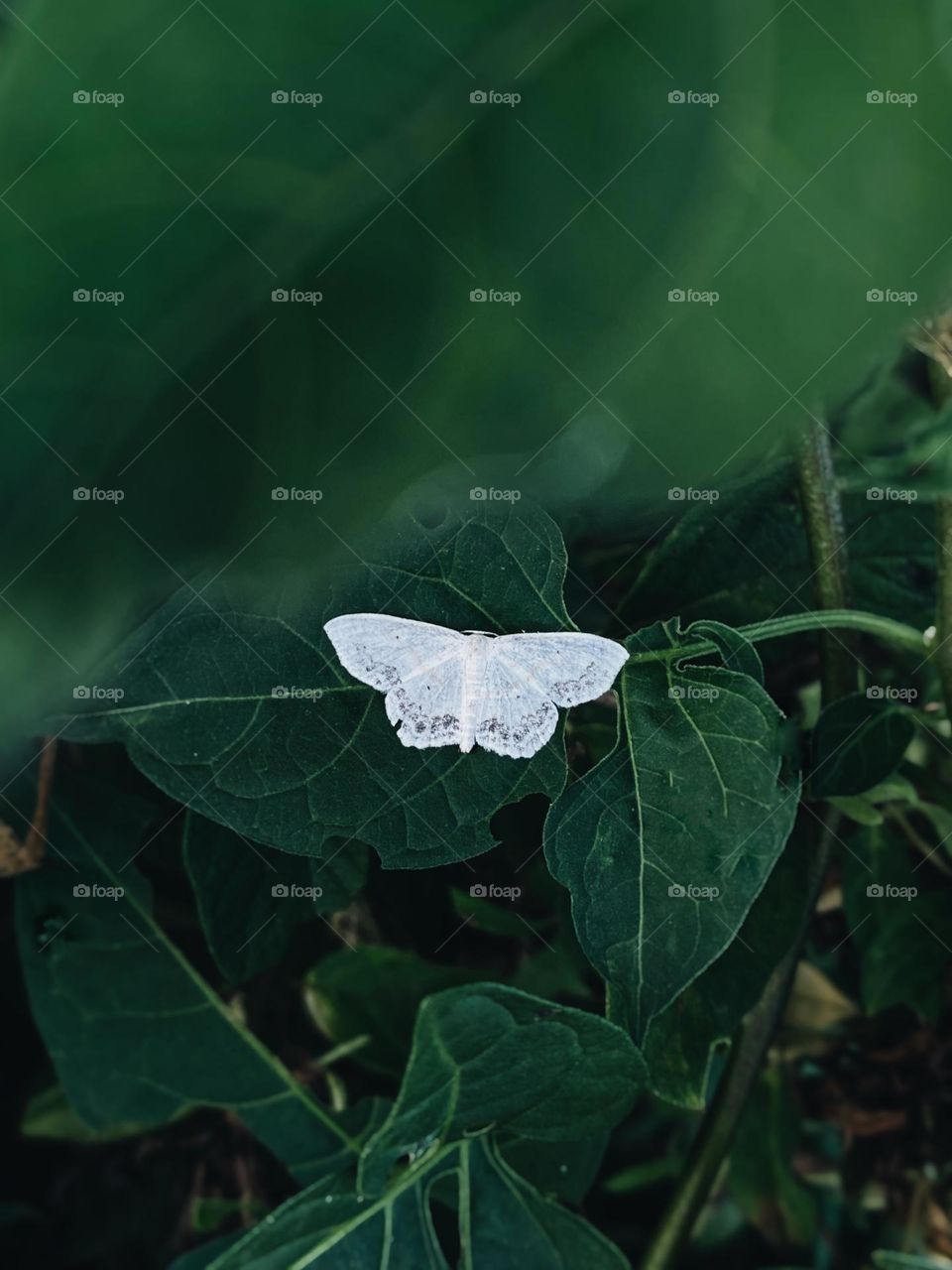 Pretty white moth on green leaves