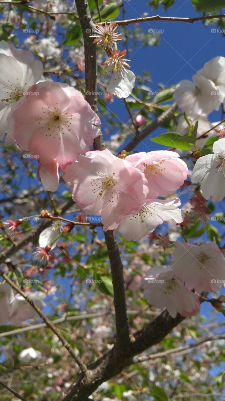 Japanese Gardens Cherry Blossom