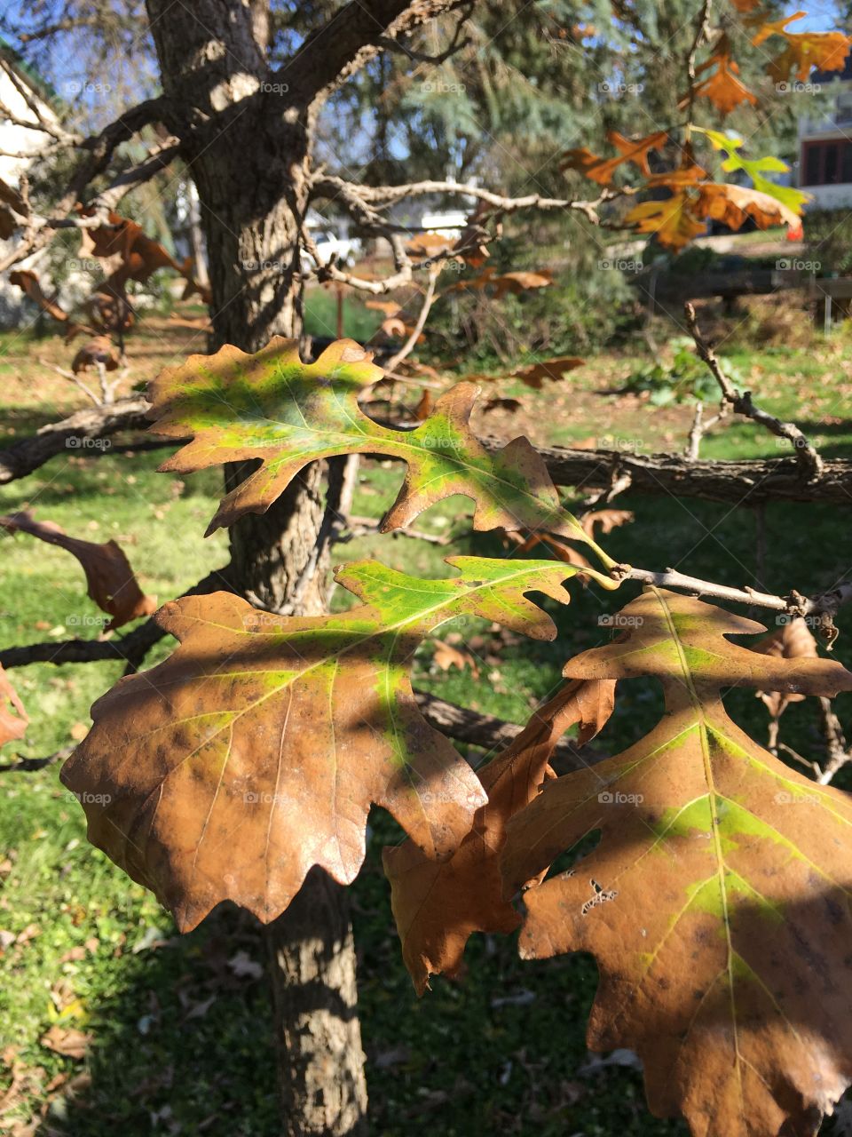 Oak leaves 