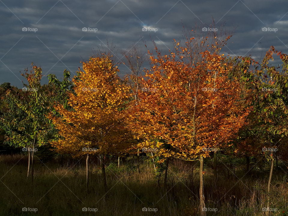 Fall, Leaf, Tree, Landscape, Nature