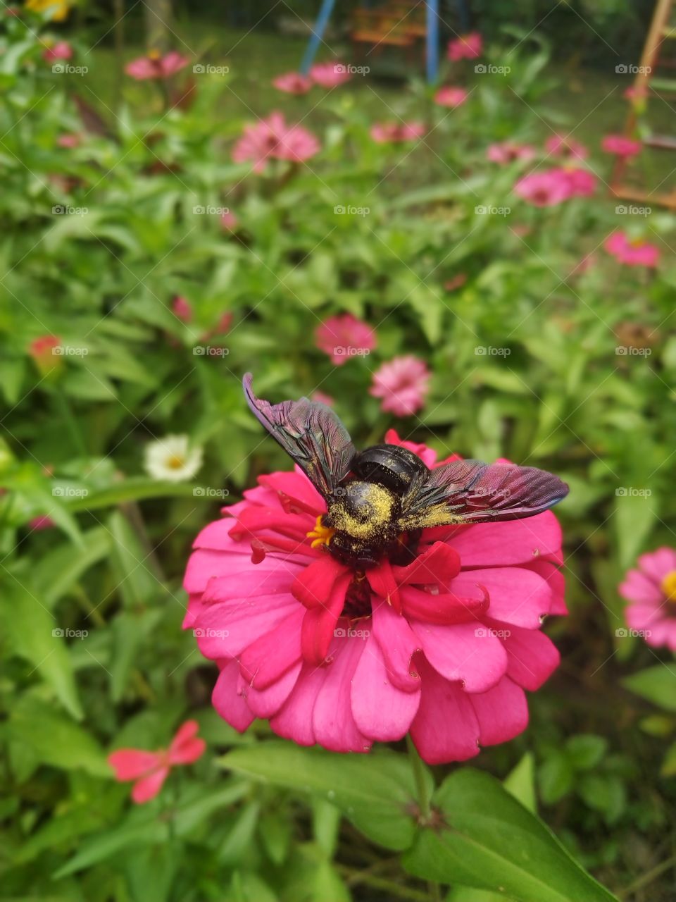 bublebee landing on beautiful Zenia Flowers. this image shoot in yogyakarta Indonesia