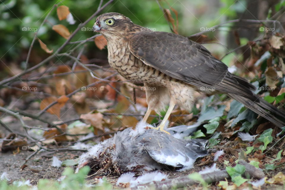 Wild Female Eurasian Sparrowhawk with pigeon kill accipiter nisus northern sparrowhawk