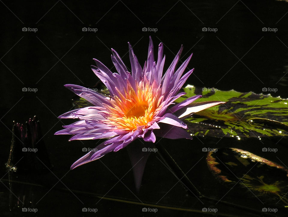 Water lily