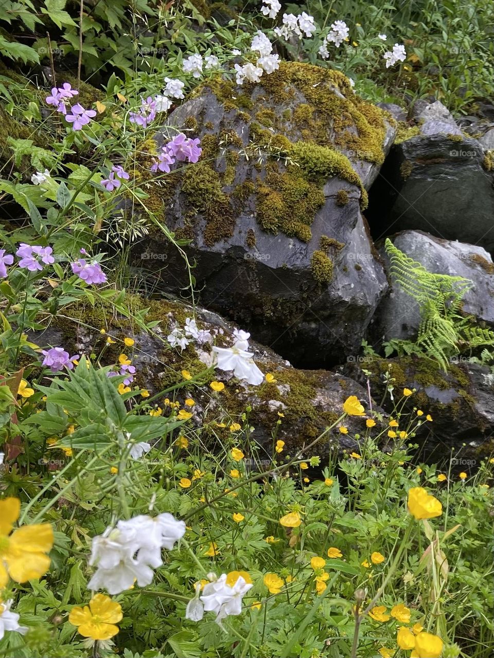 Colorful wildflowers with moss covered rock.