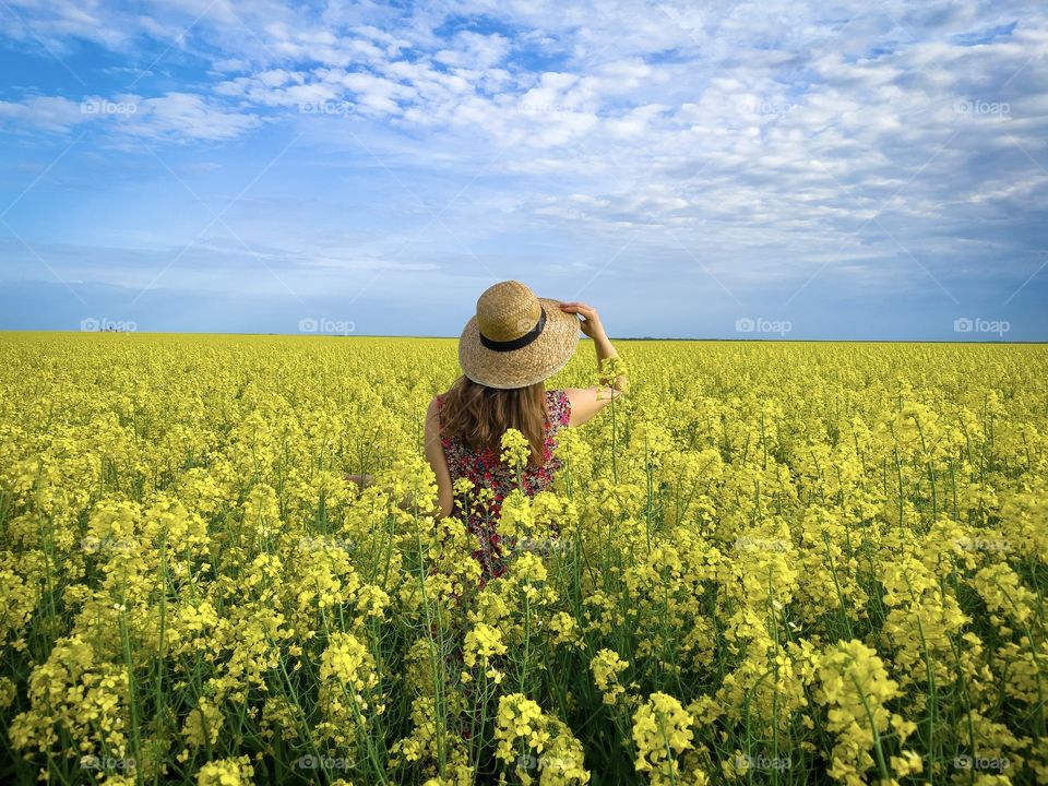 Canola flowers blooming in spring