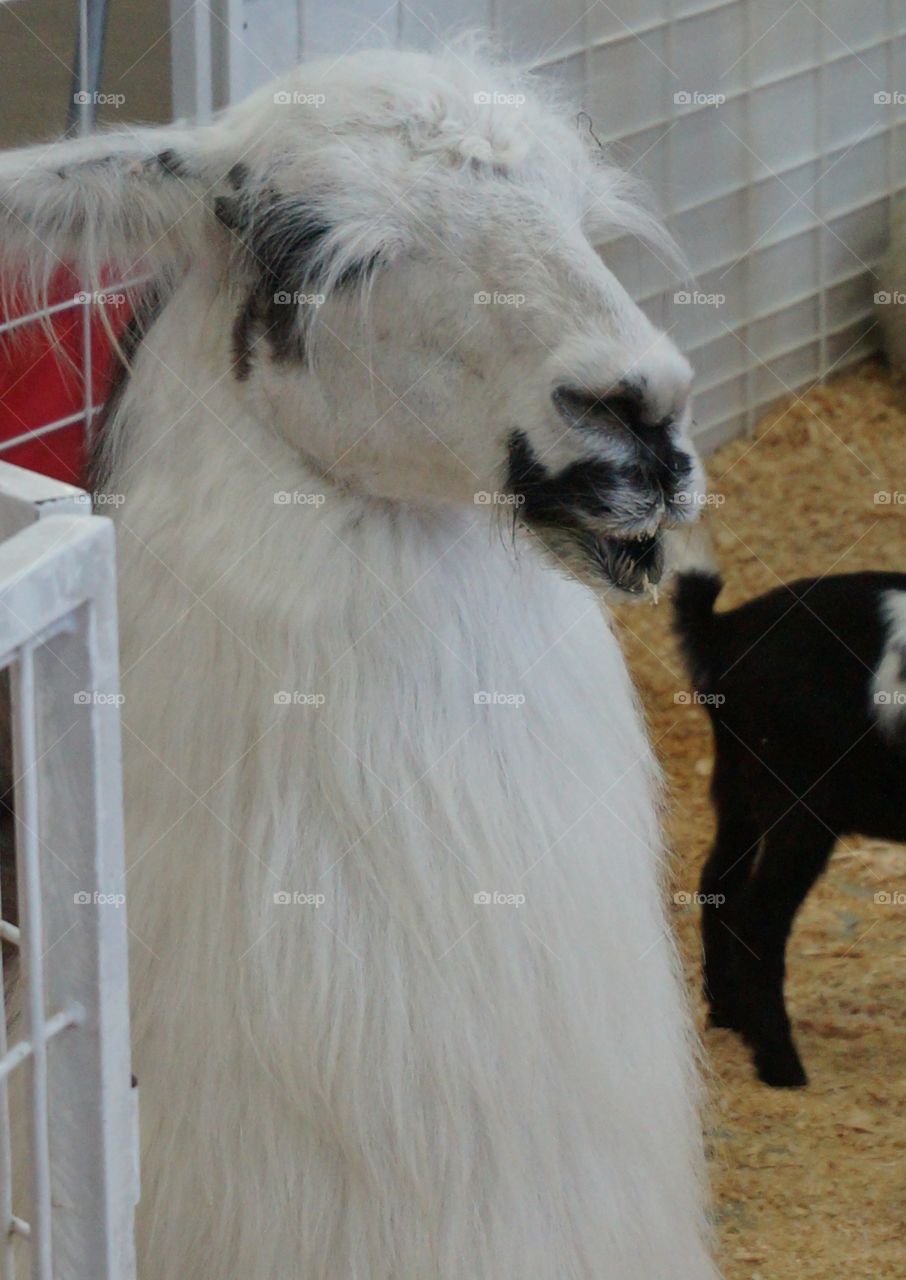 Llama with goatee. Photo taken at petting zoo.
