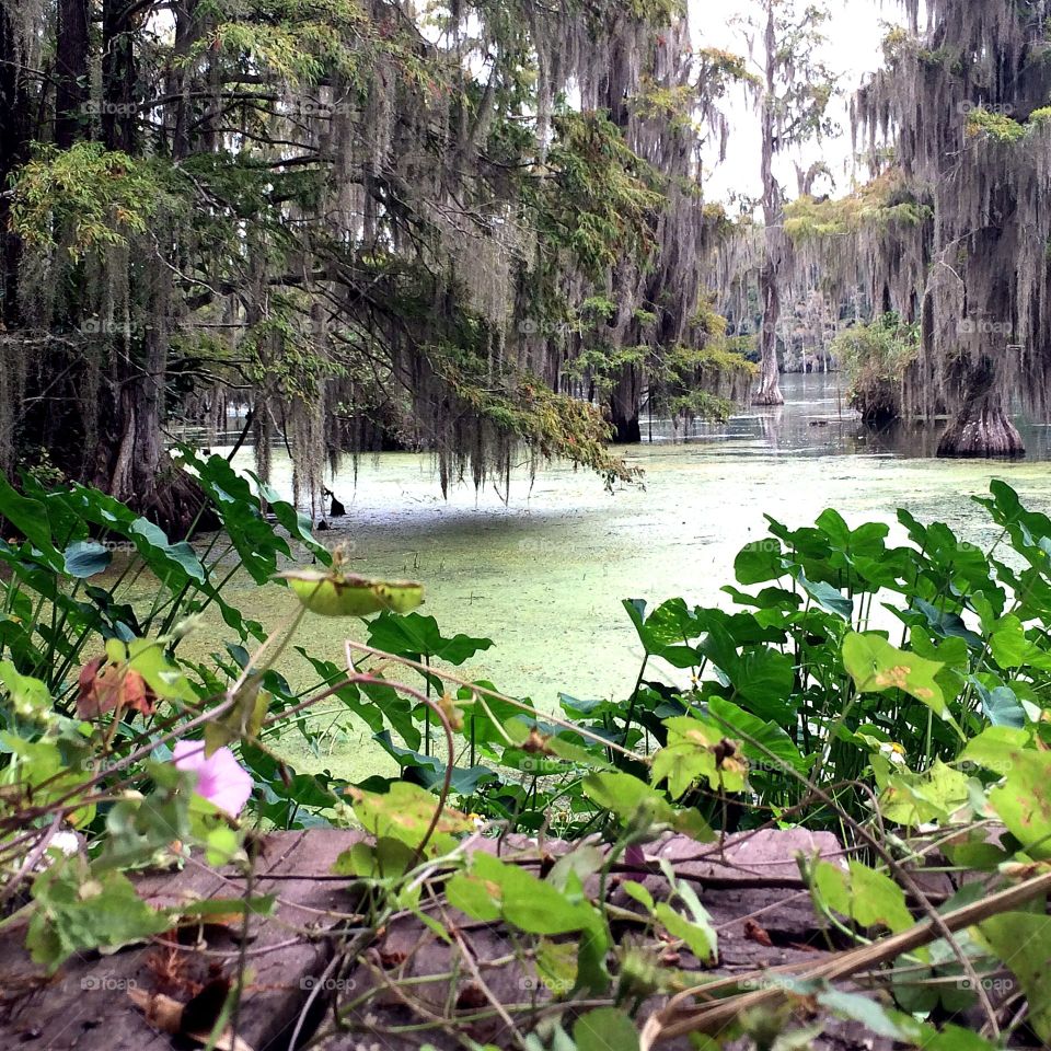 Green pond