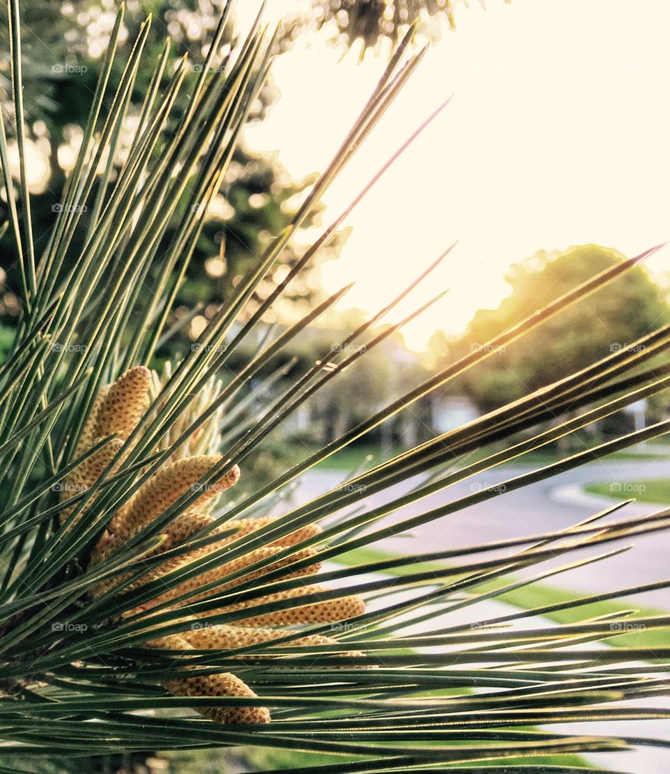Pine needles in the morning sun