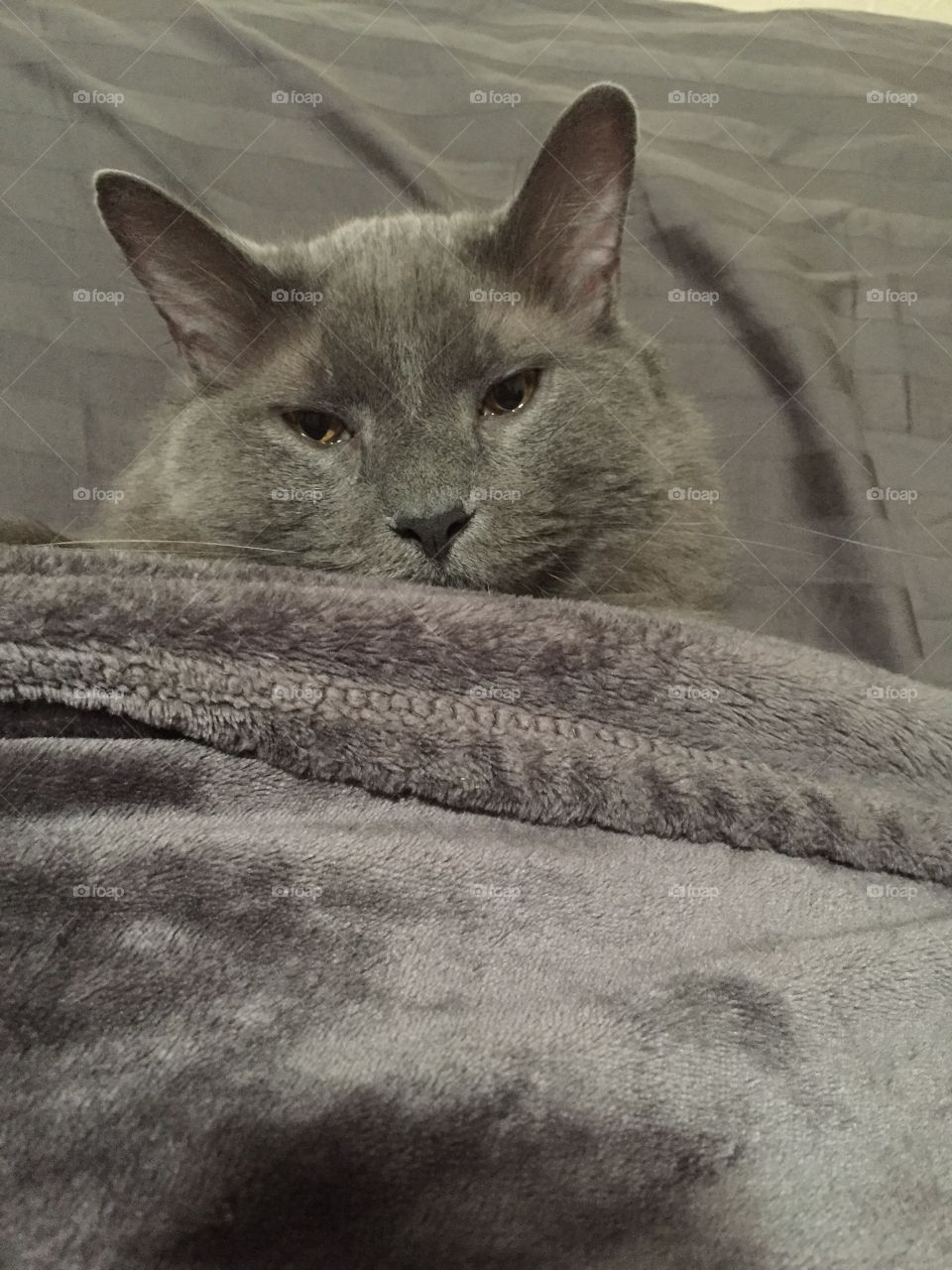 Grey cat in bed