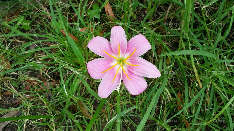 single wildflower. i found a single flower and took the pick