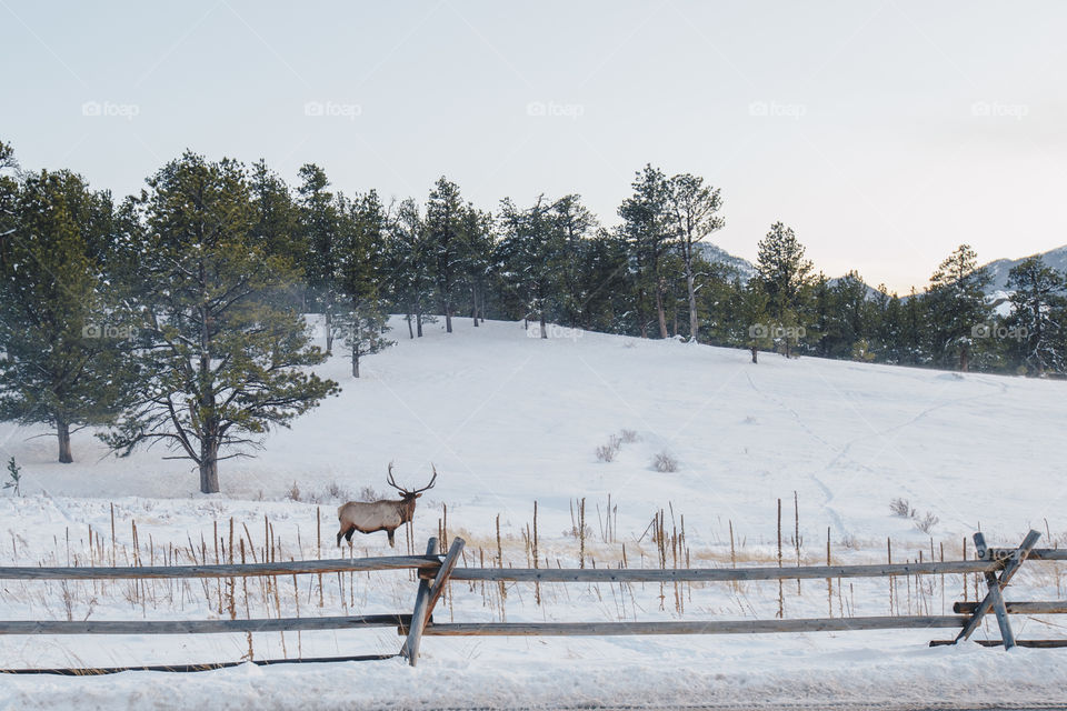 Winter landscape in Estes park during 