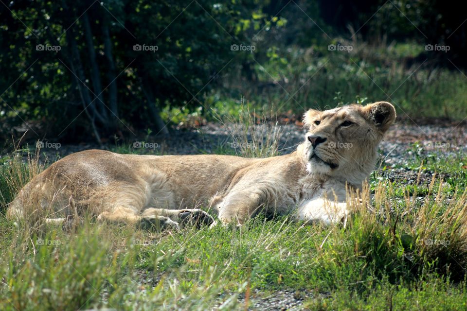 Animals, lion, predator, lazy