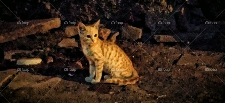 Kitten captured at Night, it's beauty got enhanced in the darkness, that look having so much intense and depth in it.