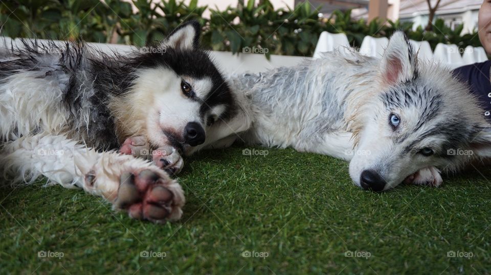 Siberian husky lying on grass