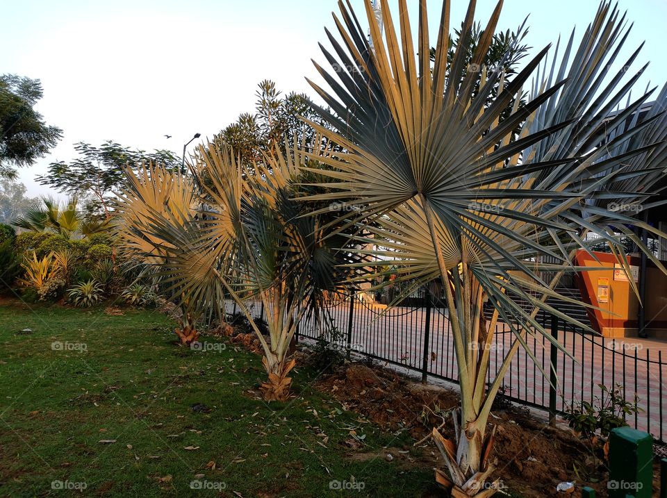Palm trees in the park