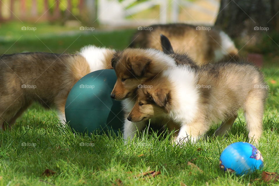 Close-up of puppies playing