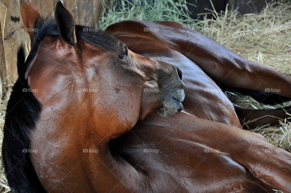 Positively Royal. Positively Royal a bay filly, getting some relax time in her stall one day after her debut.
Zazzle.com/fleetphoto