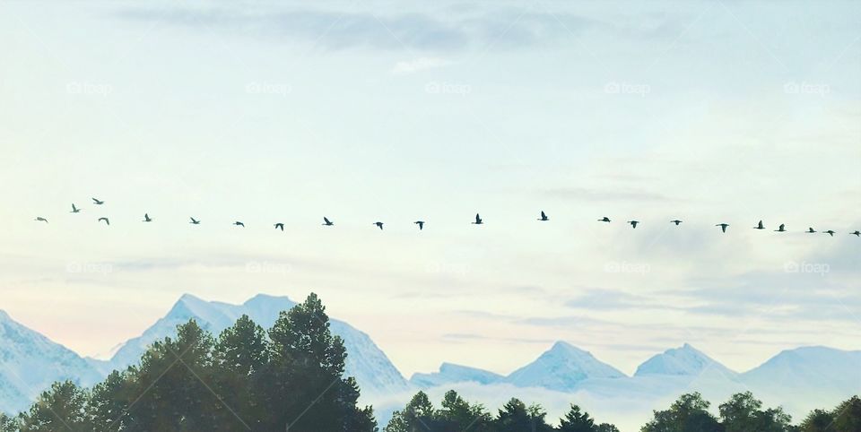 Canadian Geese heading south 