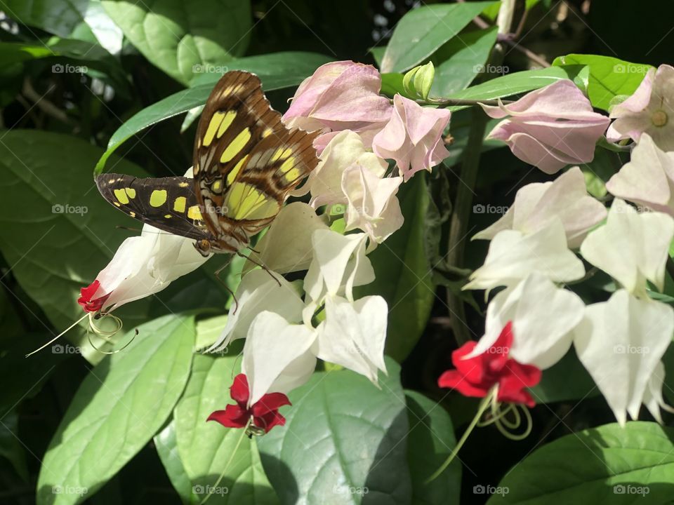 The Glorious Mother Nature.- Wild flowers and a beautiful butterfly 
