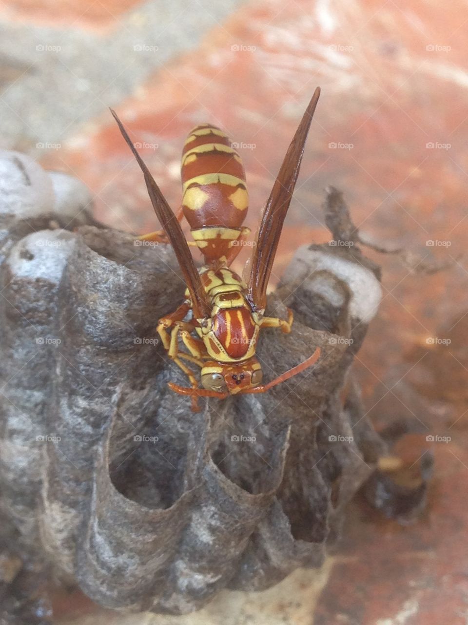 Close call. Yellow jacket Wasp on nest