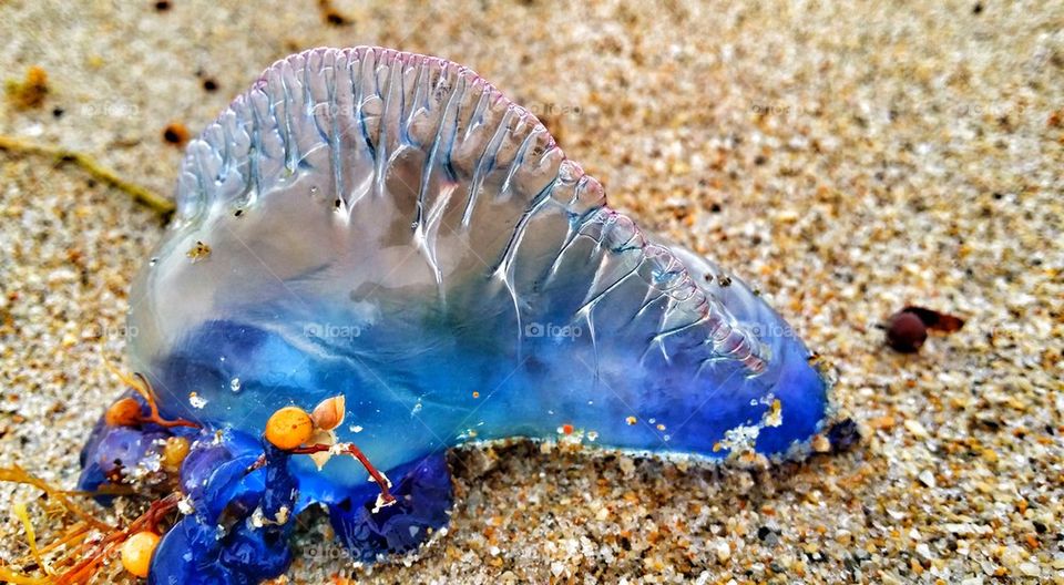 Jellyfish Beached