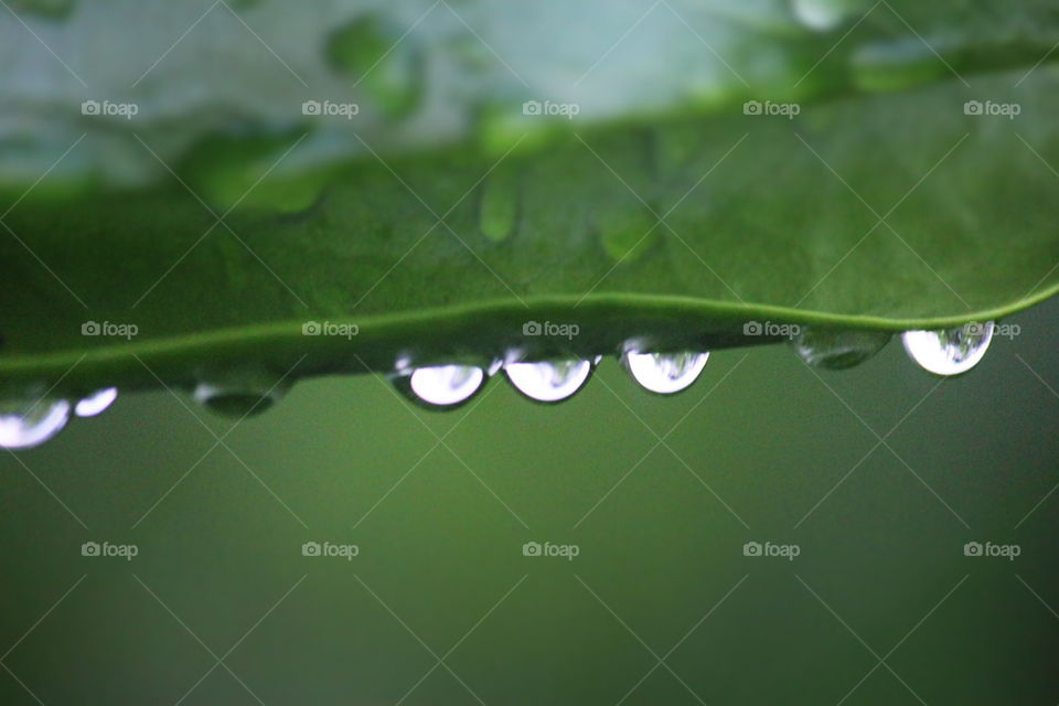Raindrops