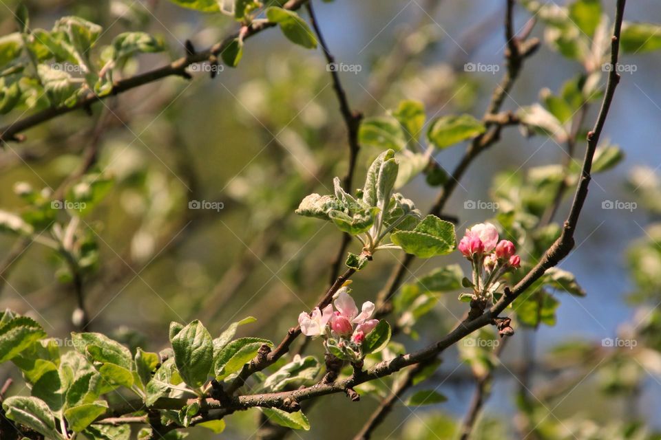 Branch with pink apple tree blossom