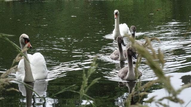 Wild birds