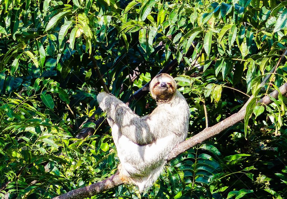 Sloth smiling for the camera