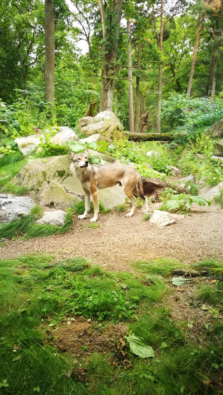 wolf