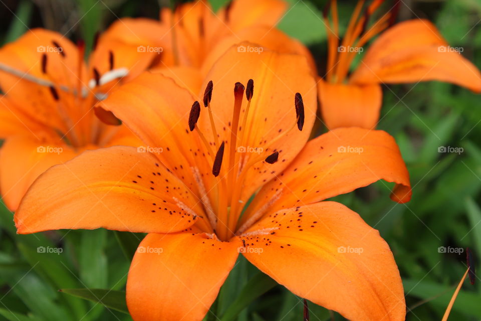 Orange Flowers 