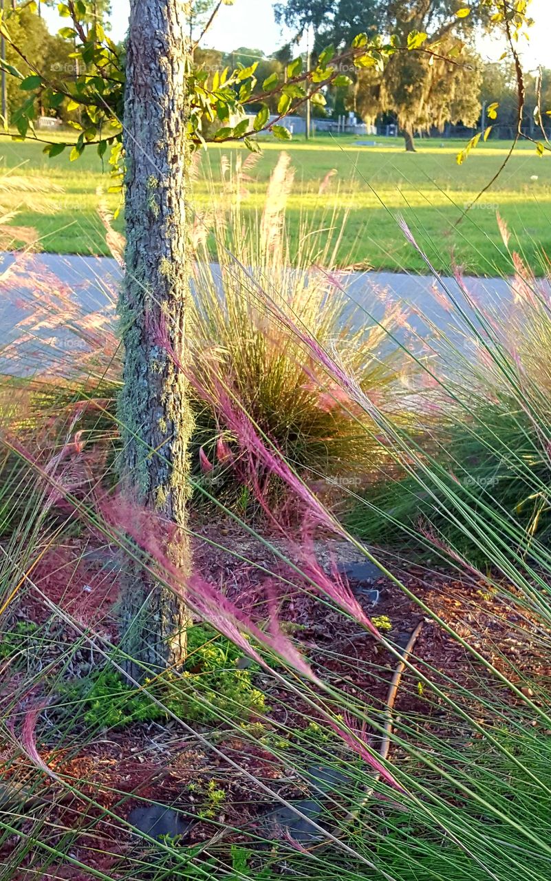 Nature, Grass, Outdoors, No Person, Landscape