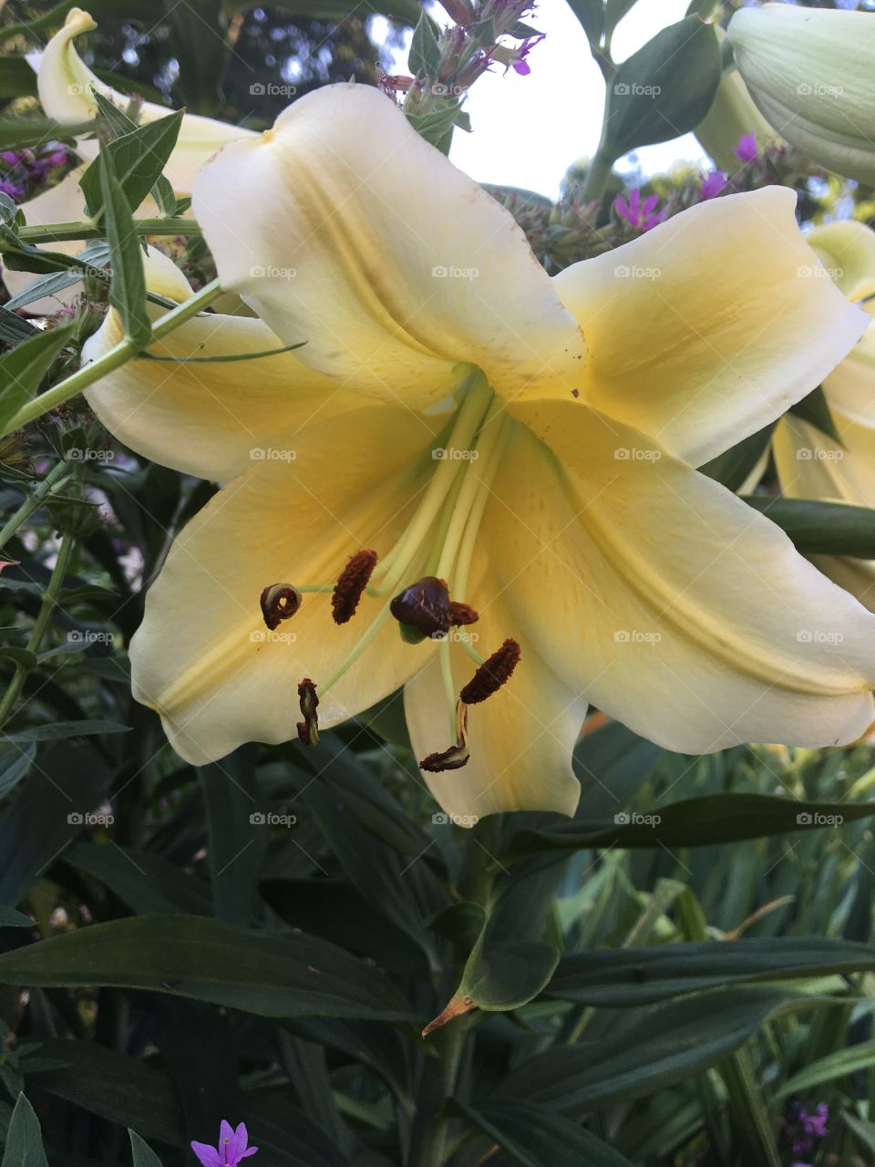 Gorgeous yellow summer flower 