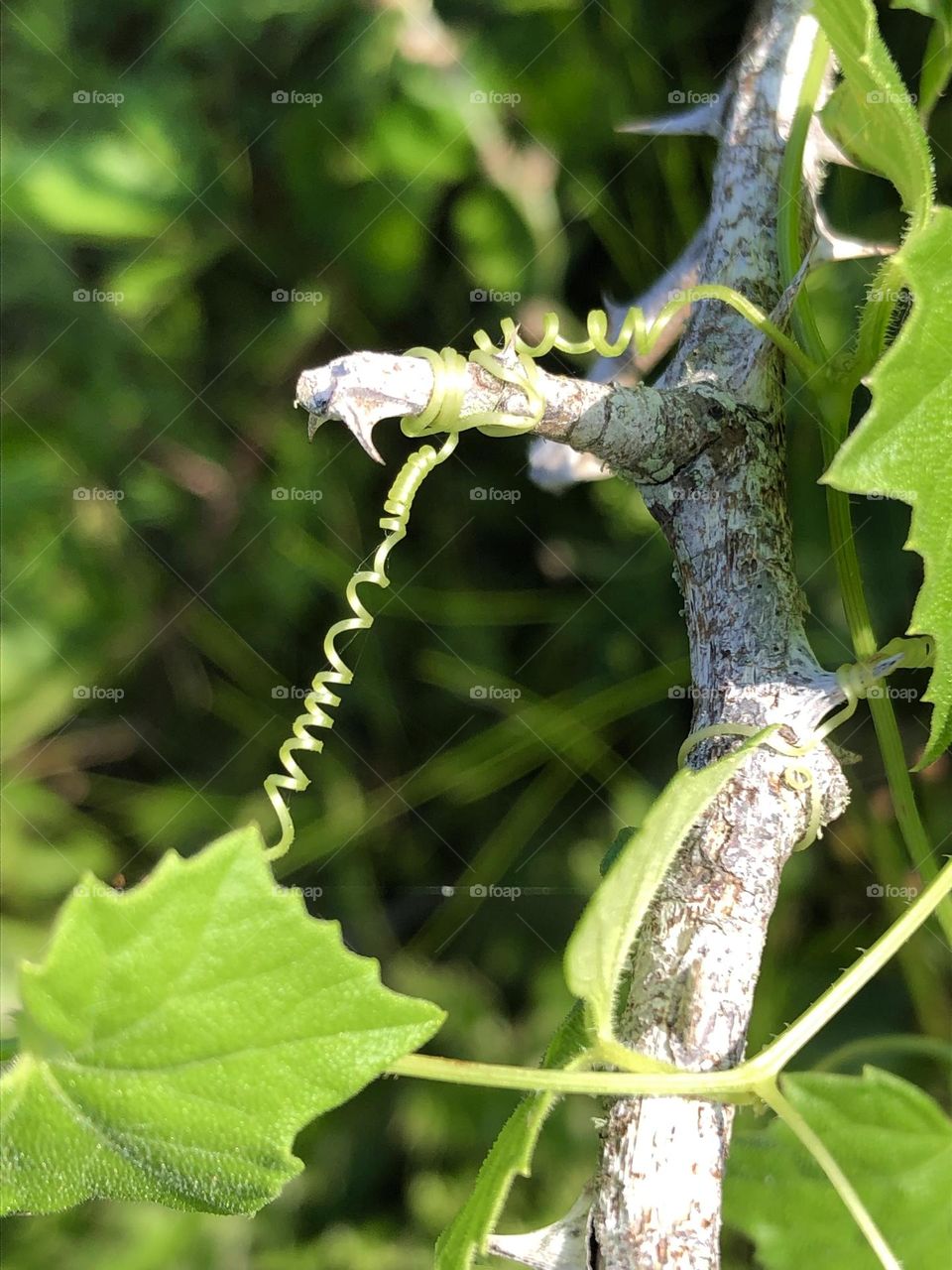 Love the vines here, how they twist and turn in a corkscrew in the bright sun. 