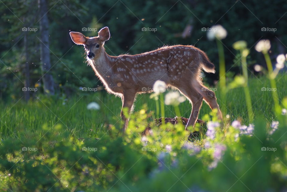 Cute baby deer